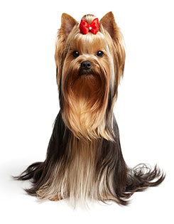 Beautifully Groomed Dog