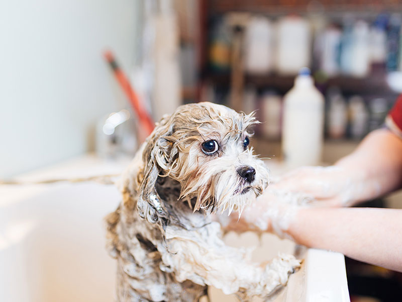 Dog Getting A Bath
