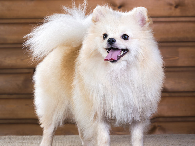 Pomeranian With Tongue Out