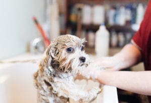 dog wash
